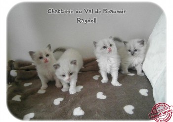 4 chatons - portée Idylle-Floyd  - Chatterie Ragdolls du Val de Beauvoir